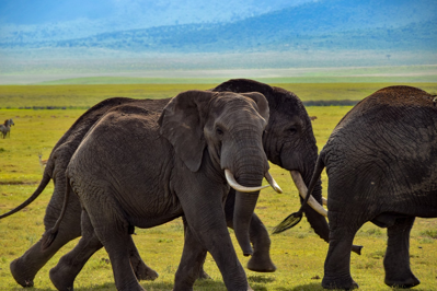 Serengeti National Park, Tanzania